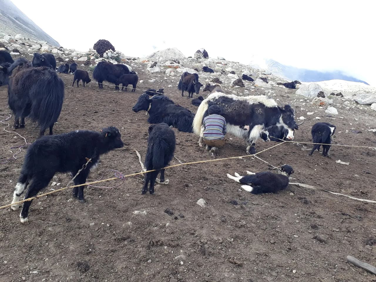 Age old practice of Yak rearing is still carried on the highlands of Sikkim Himalaya. Yak continuous to sustain livelihood in high-altitude regions