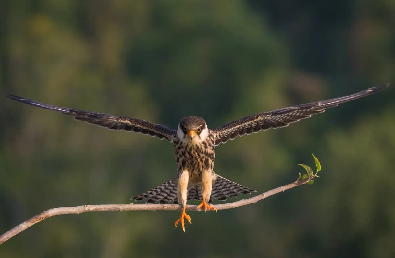 This is a photo of a natural heritage site in Bangladesh identified by the ID: