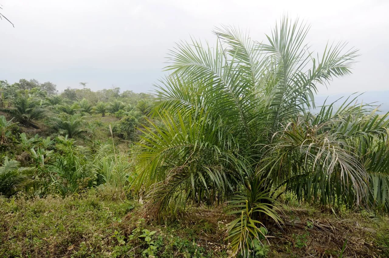 An oil palm plantation near Dampa Tiger Reserve in Mamit District, Mizoram, India