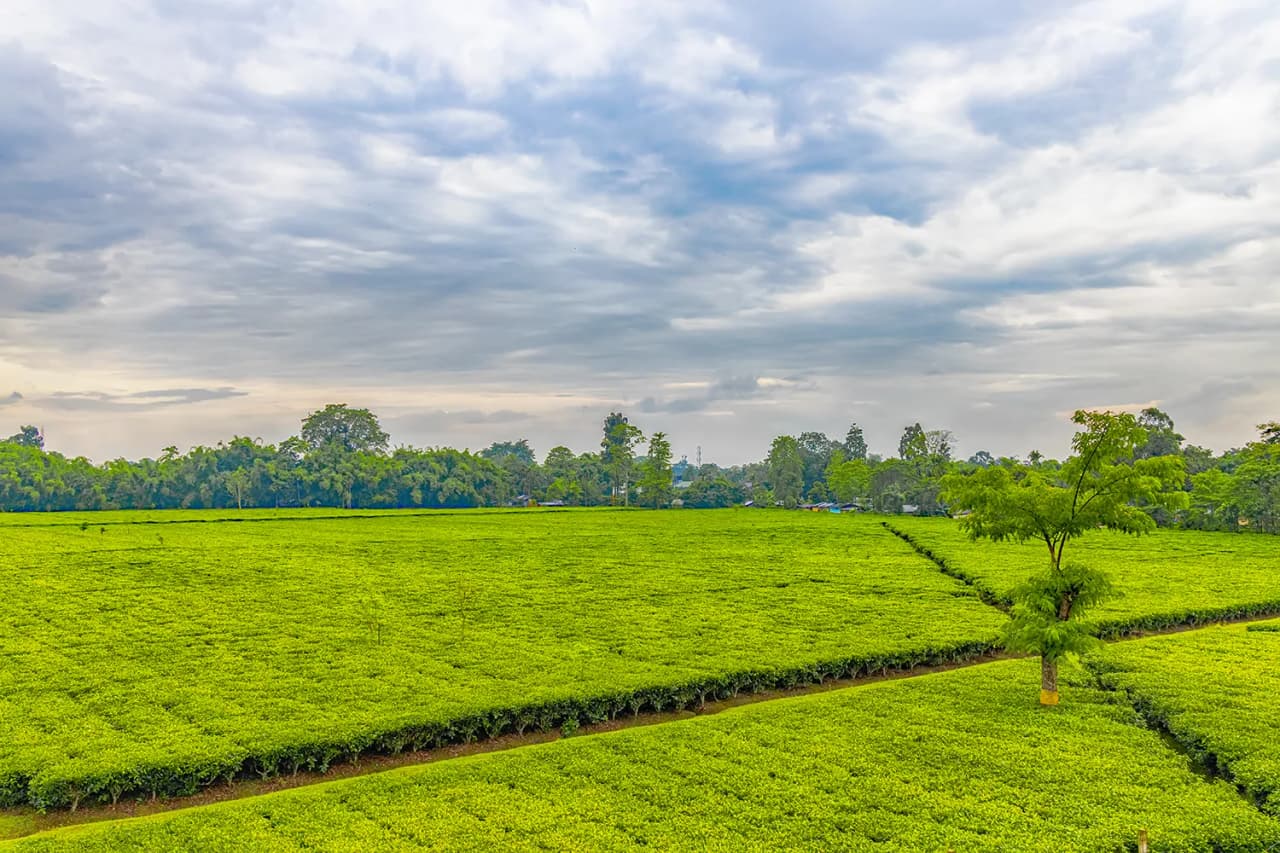 A tea garden in Assam (file photo)