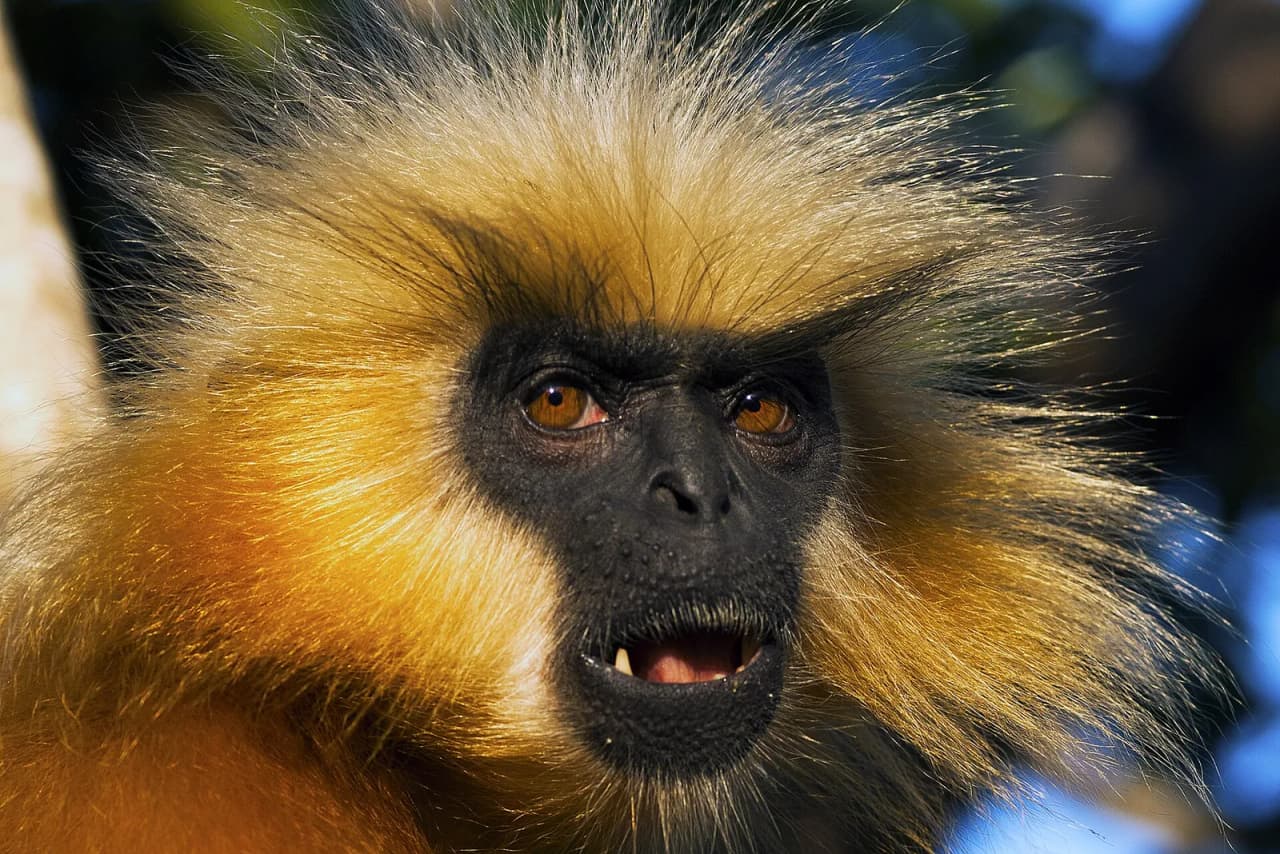 A golden langur in Assam (file photo, not the Nalbari animal)