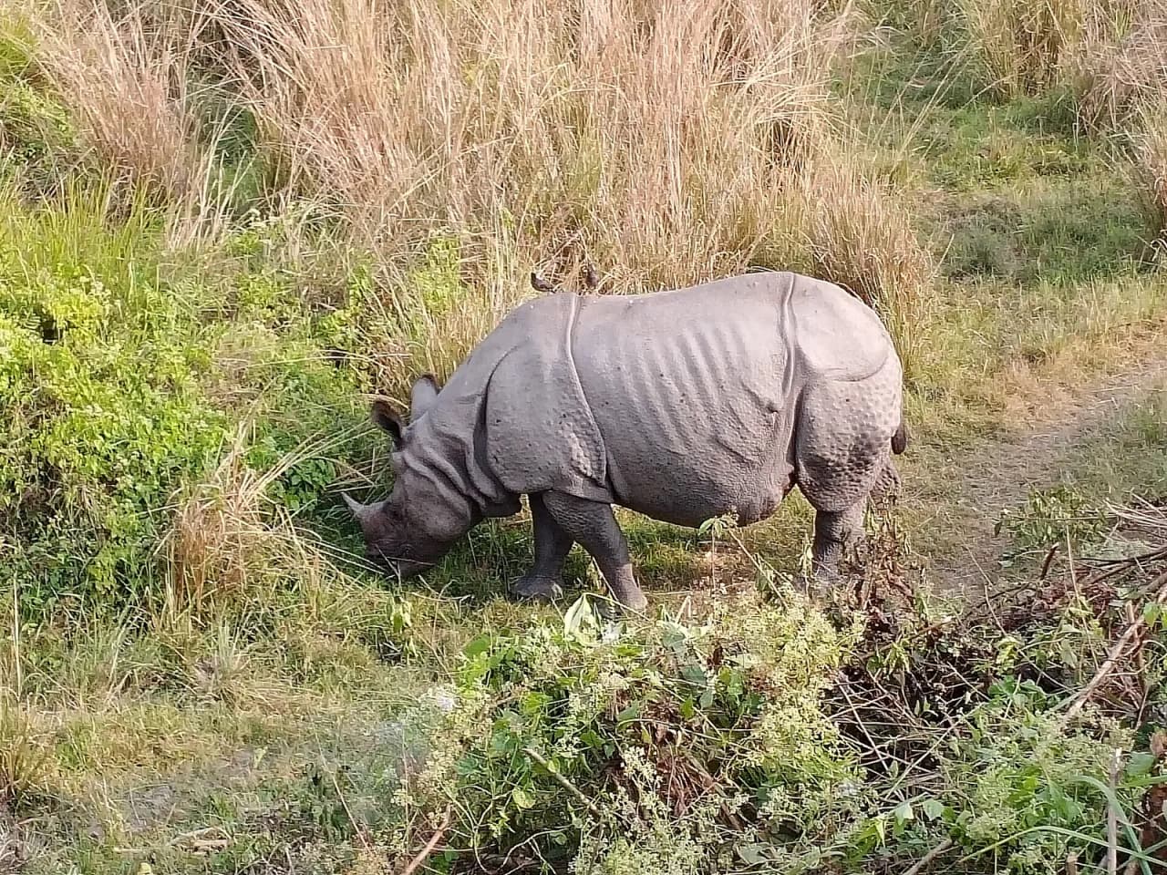 A one-horned rhino at Manas National Park, Assam (file photo)