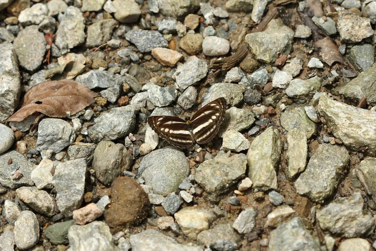 A butterfly in Namdapha National Park, Arunachal Pradesh