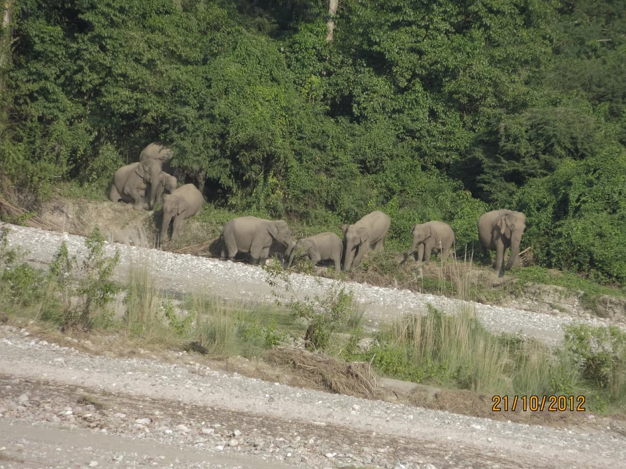 A wild elephant in Raimona National Park, Kokrajhar district, Assam