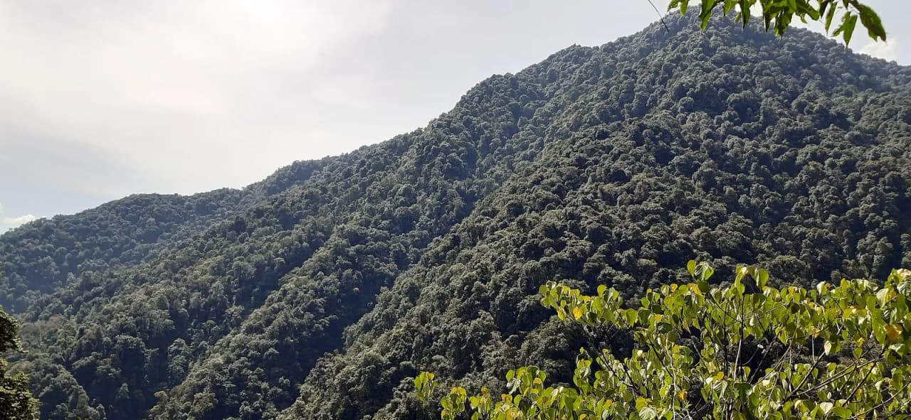 Forested hills in West Sikkim (file photo)