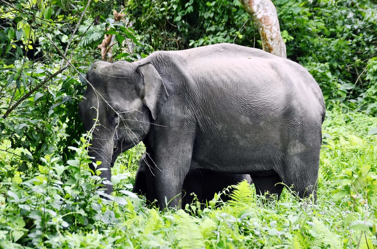A wild elephant at Nameri National Park, Assam (file photo)